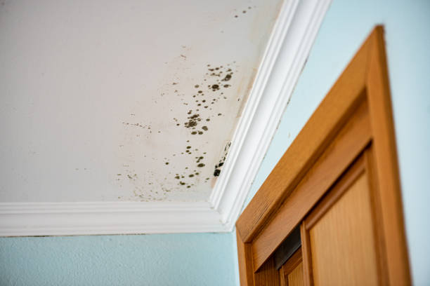 Best Post-Remediation Services in Mount Rainier, MD