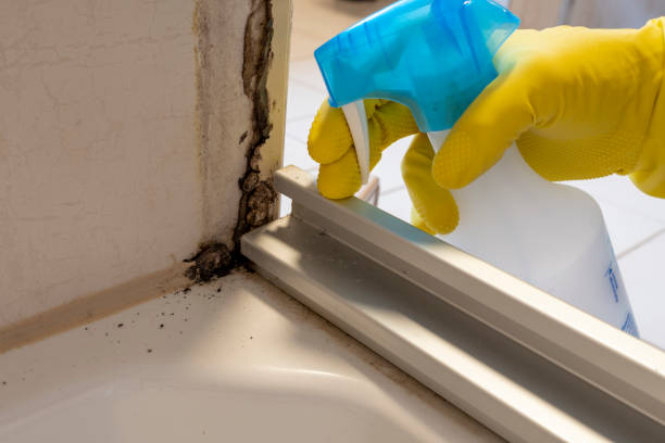 Best Bathroom Mold Remediation in Mount Rainier, MD