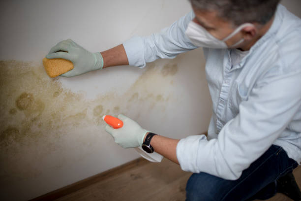 Best Residential Mold Remediation in Mount Rainier, MD