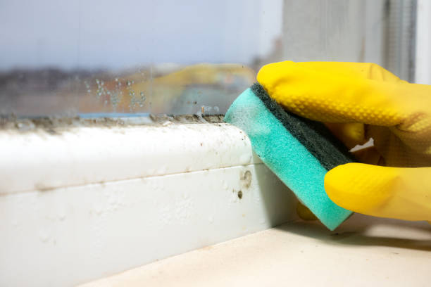 Best Kitchen Mold Remediation in Mount Rainier, MD