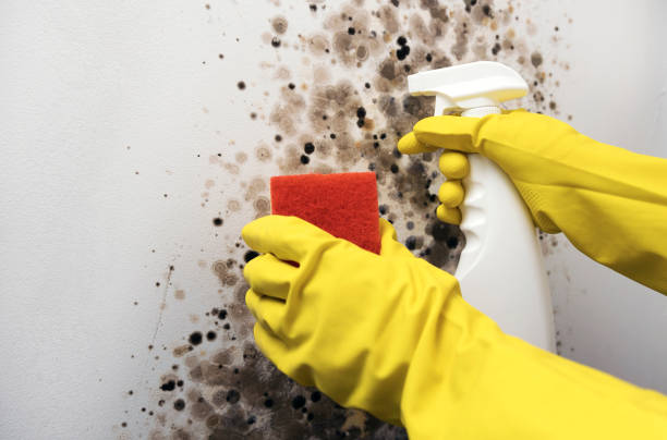 Best Mold Testing and Inspection Services in Mount Rainier, MD