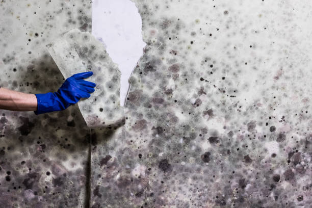 Professional Mold Remediation in Mount Rainier, MD