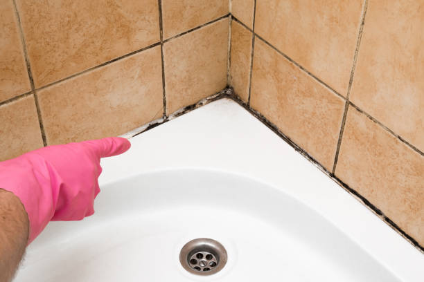 Best Basement Mold Remediation in Mount Rainier, MD